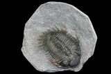 Spiny Delocare (Saharops) Trilobite - Bou Lachrhal, Morocco #146695-2